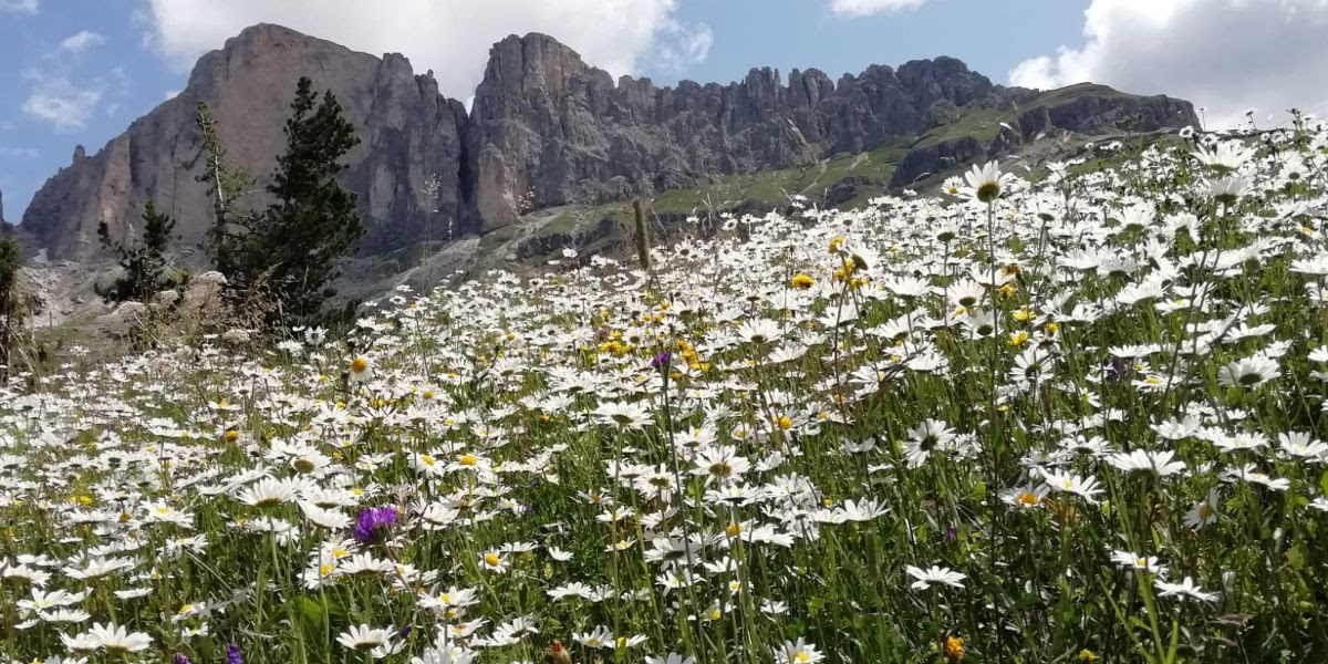 Montagna Fiori