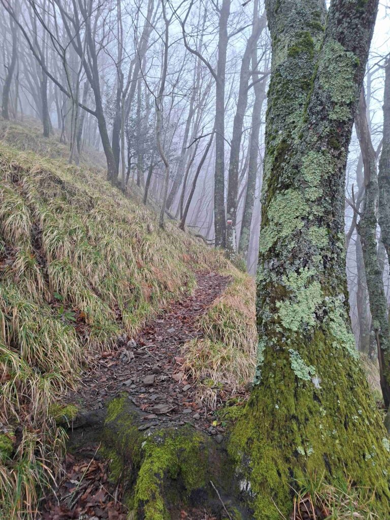 Sentiero 33 Poggio del Ronco